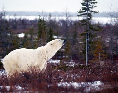 Eisbär in der Tundra in Churchill