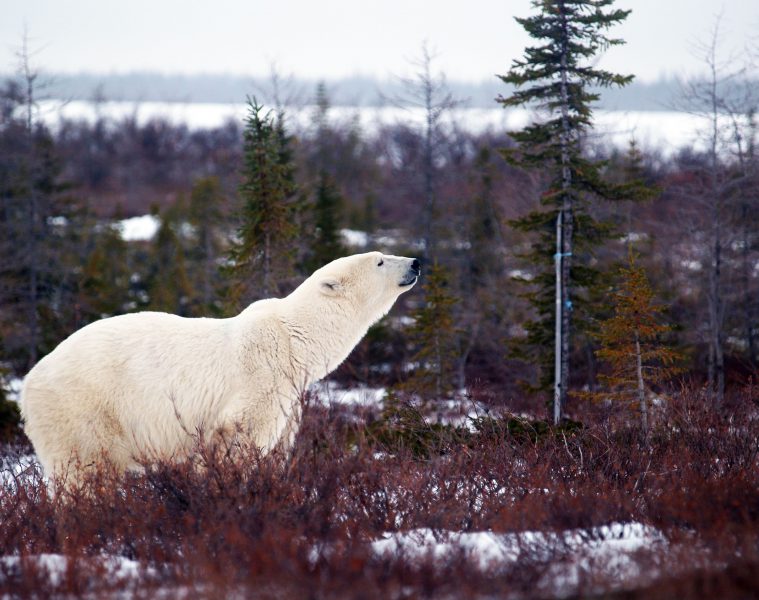 Eisbär in der Tundra in Churchill