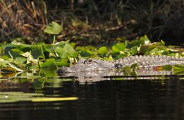 Alligator im Norden Floridas