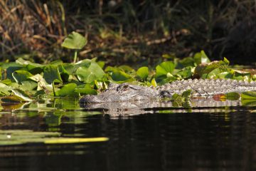 Alligator im Norden Floridas